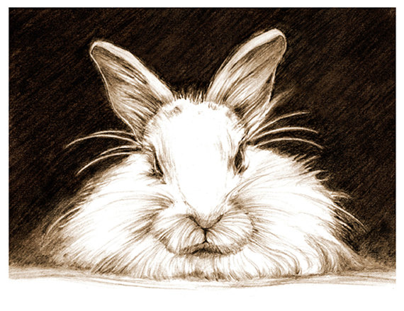 570x439 Art Pencil Sketch Rabbit Art Rabbit Sketch Bunny Pencil
