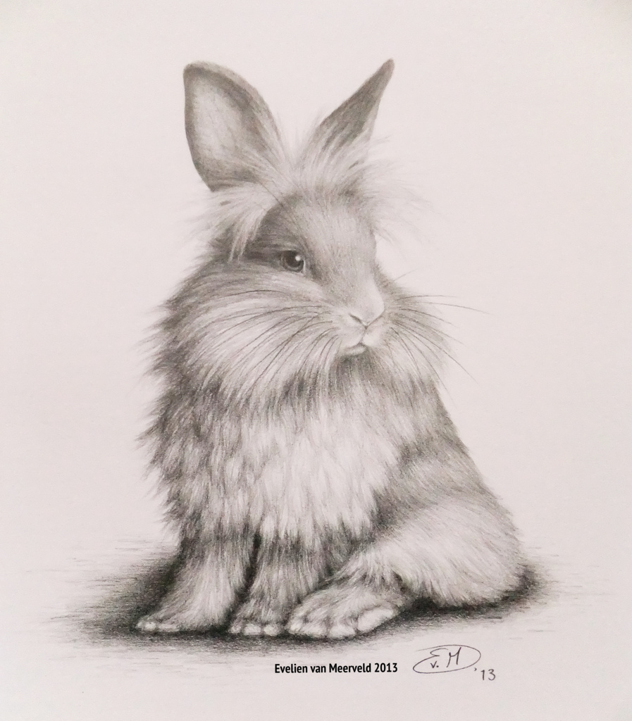 897x1024 Bunny Graphite Pencil Drawing.