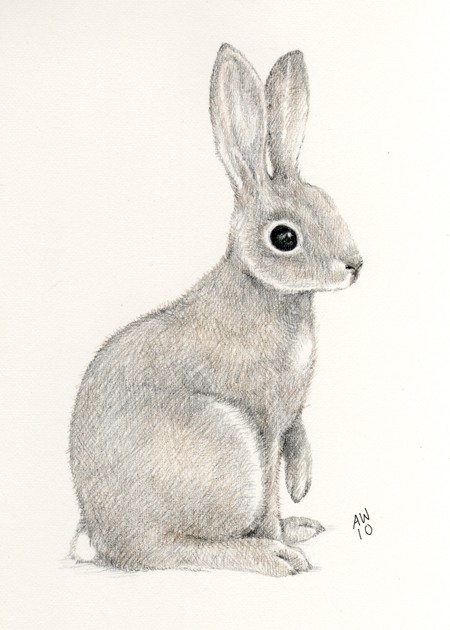 450x630 Drawn Bunny Pencil