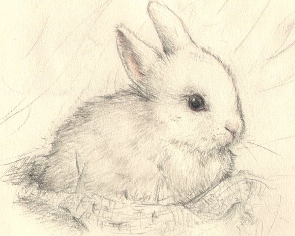 600x481 Sweet Pencil Sketch ~ Rabbit, Bunny Amp Hare