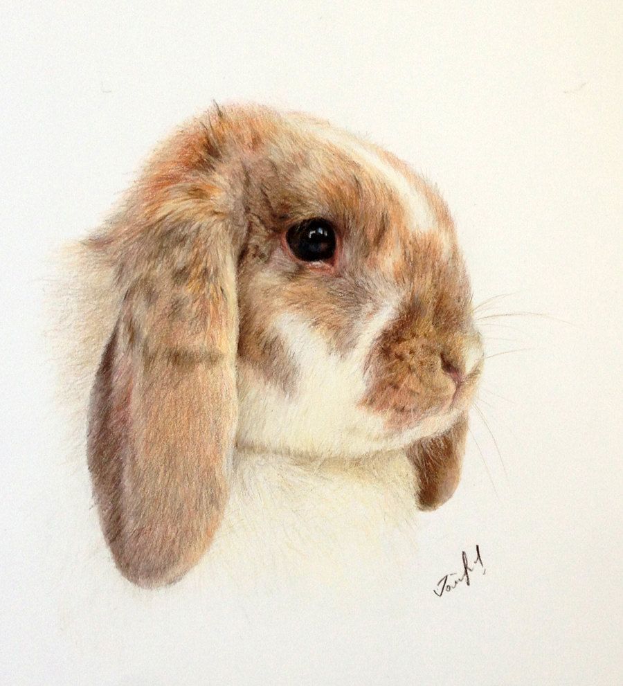900x991 Colourful Rabbit Artworks