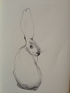 236x314 Rabbit Drawings