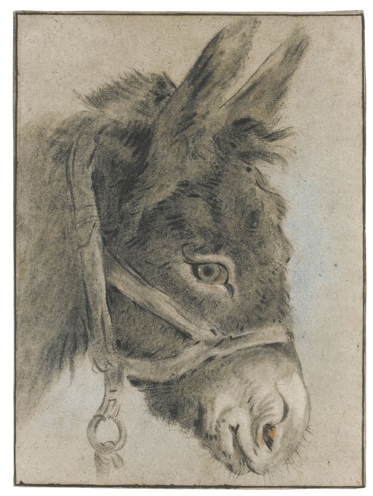 736x980 210 Best Donkey Amp Mule Drawings Images On Donkey