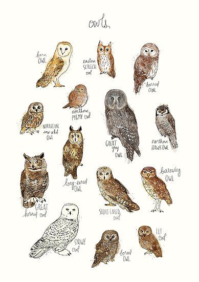 389x550 A Chart Featuring The Barn Owl, Barred Owl, Short Eared Owl, Long