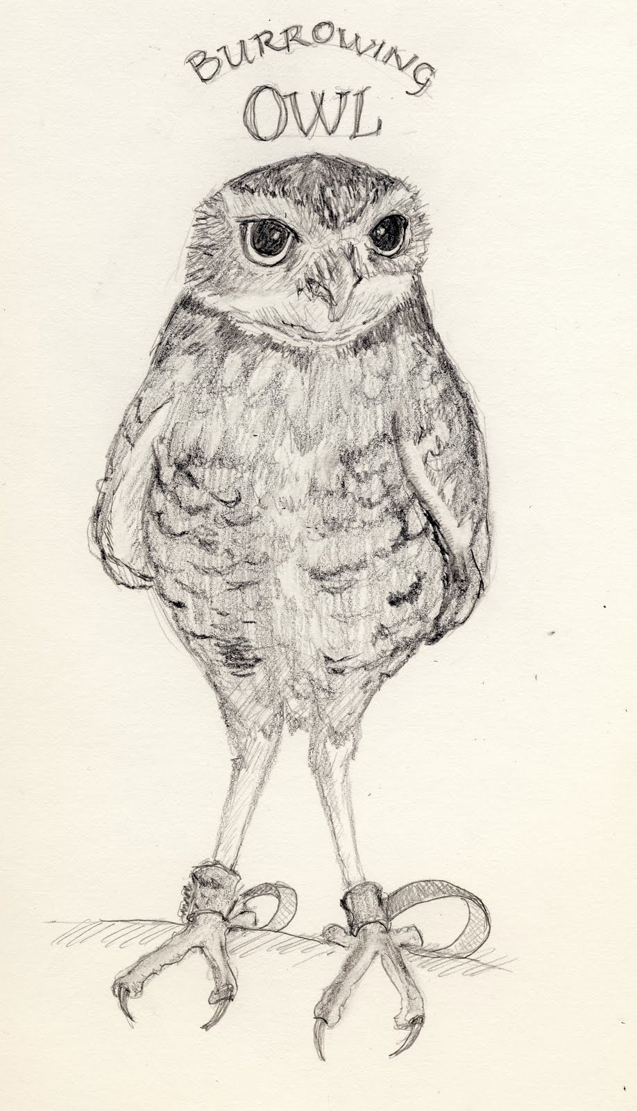918x1600 Birdly Drawn Athene Cunicularia Burrowing Owl