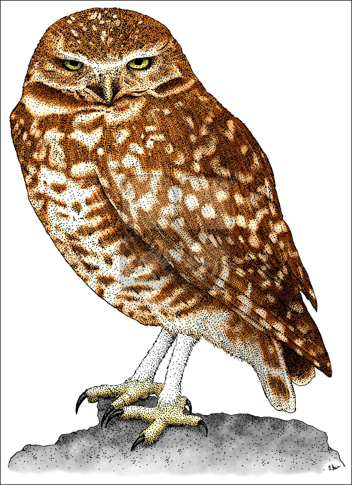 Burrowing Owl Drawing at GetDrawings | Free download