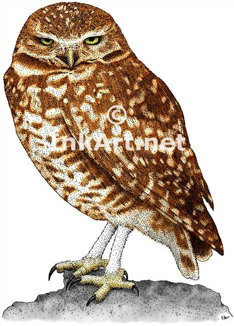 468x650 Burrowing Owl (Athene Cunicularia) Stock Art Illustration
