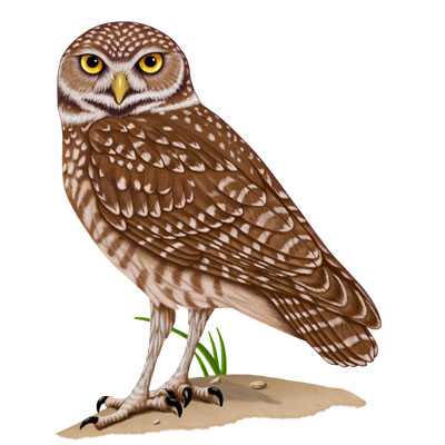 Burrowing Owl Drawing at GetDrawings | Free download