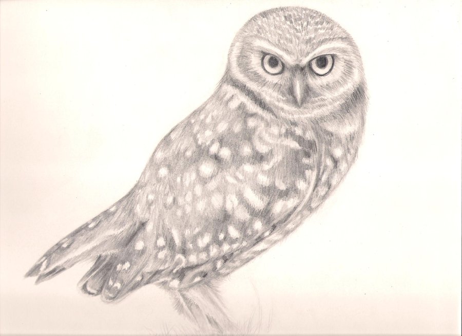 900x654 Burrowing Owl By Bobafett1138