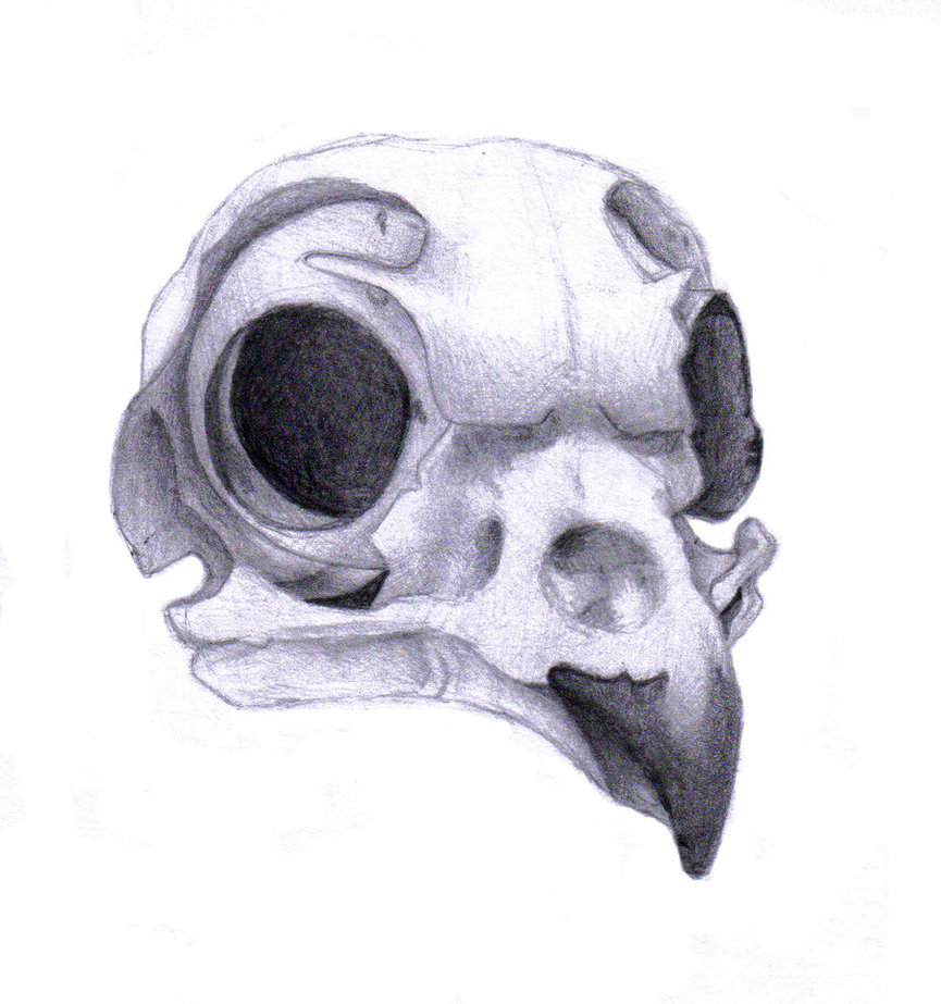 865x923 Burrowing Owl Skull By Rz250