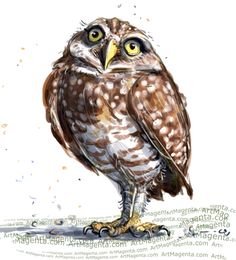 236x260 Burrowing Owl With Attitude Pen And Ink Print By Henny2pence