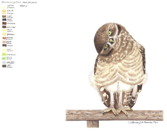 570x447 Burrowing Owl. Colored Pencil Photo Realistic Art Drawing