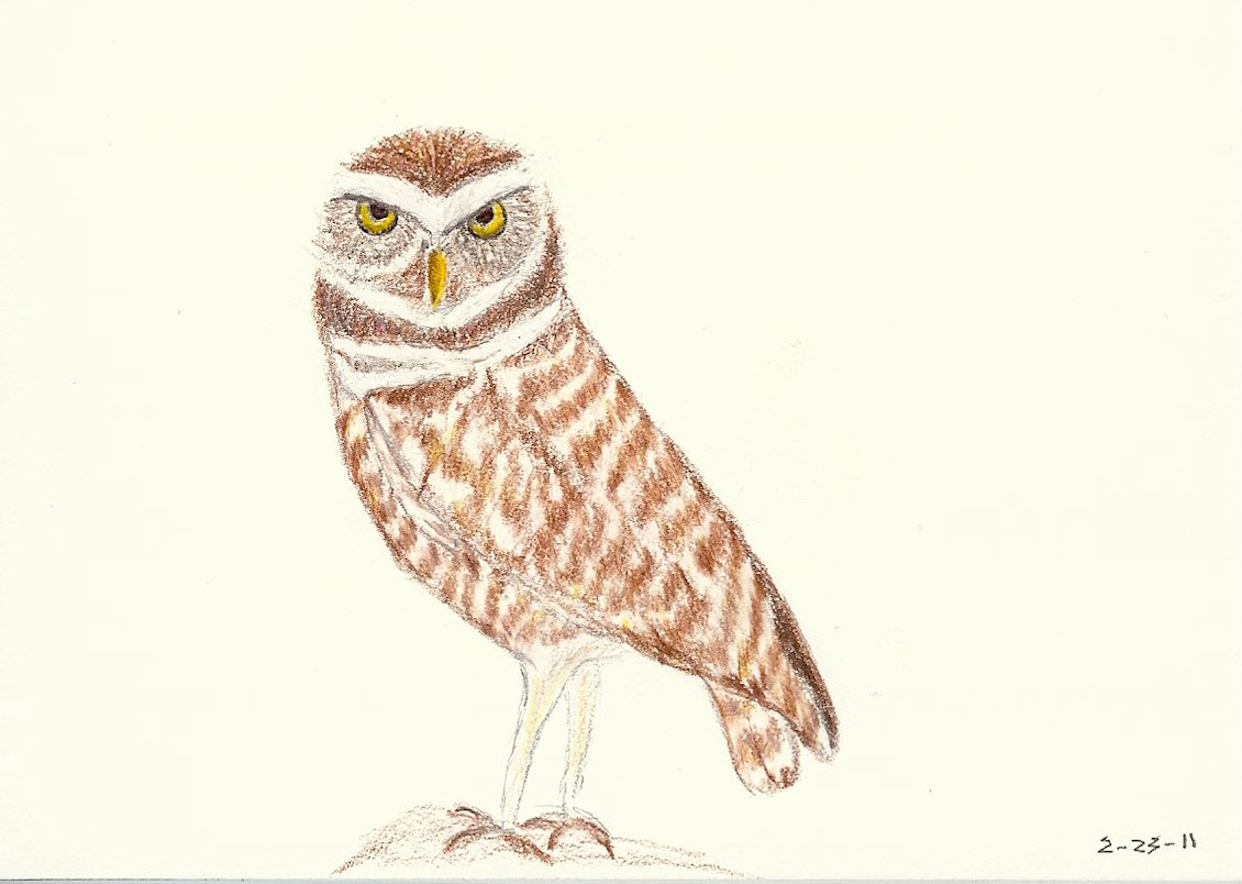 Burrowing Owl Drawing at GetDrawings | Free download