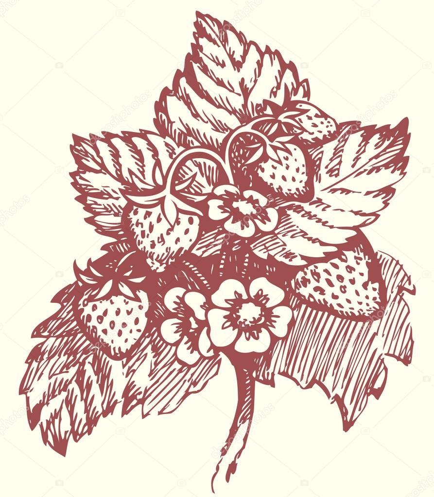 893x1024 Vector Drawing. Strawberry Bush With Flowers And Berries Stock