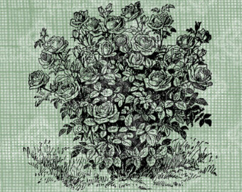 340x270 Rose Bush Drawing