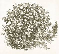 235x214 Image Result For Pencil Drawing Bushes Sketches Plantsflowers