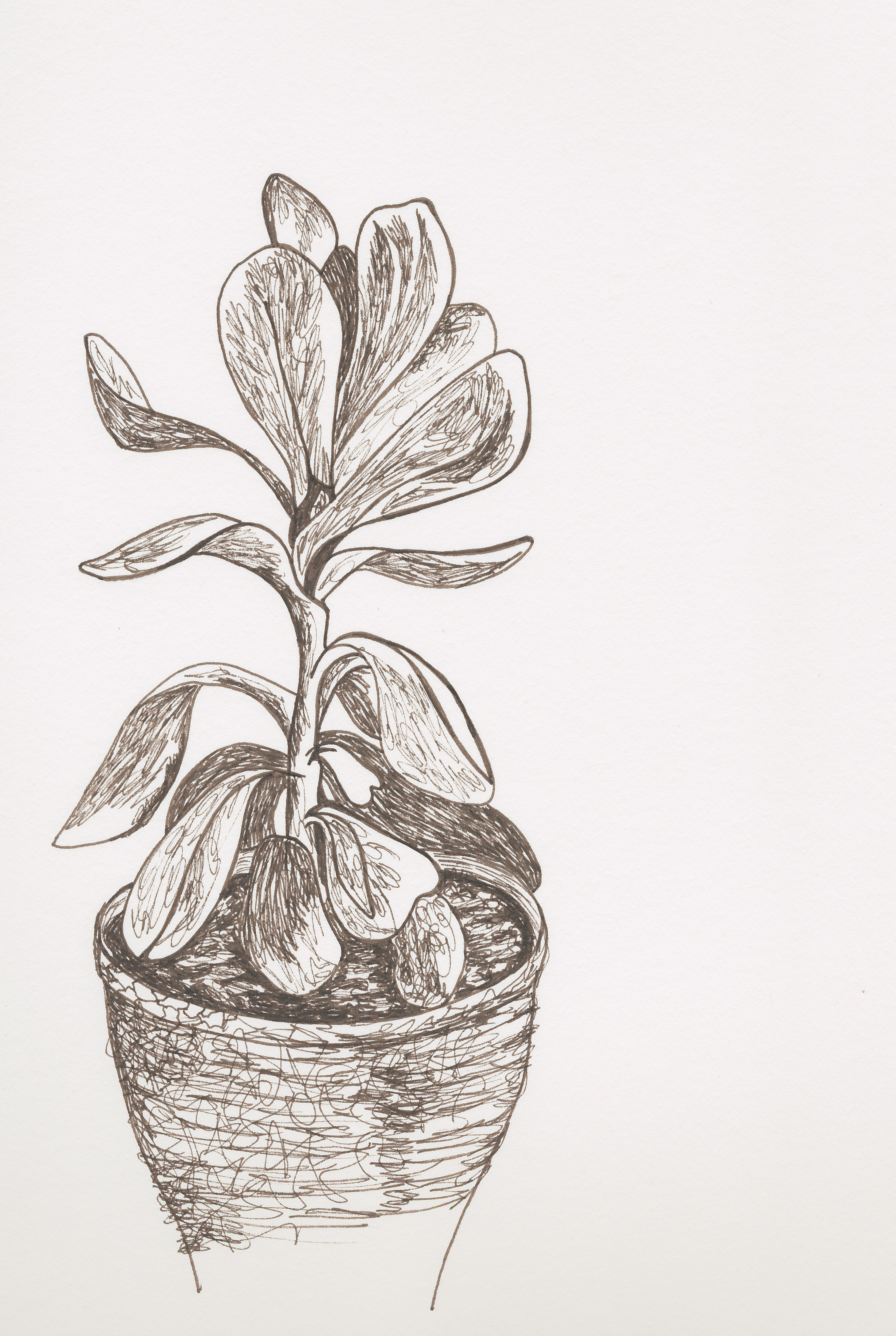 3940x5873 Pencil Sketches Of Plants Edij Nova Arts Group Page 2