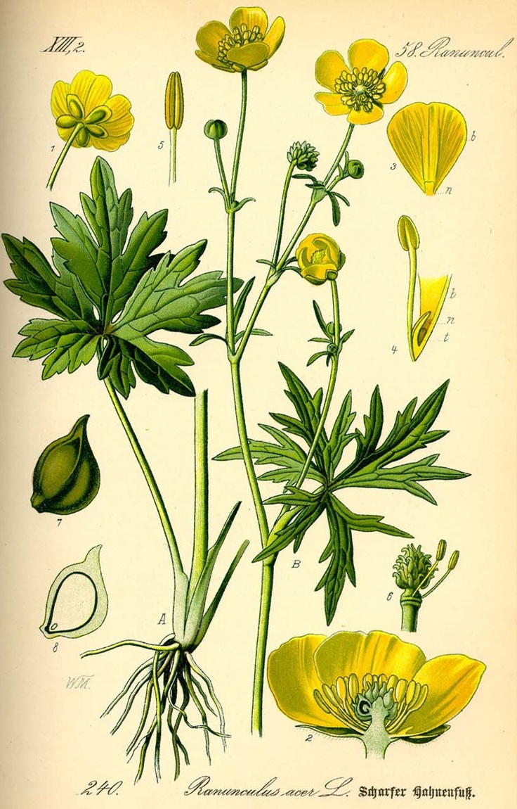 736x1150 37 Best Buttercups! Images On Buttercup, Wild Flowers