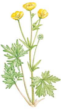 200x356 Bees Flowers