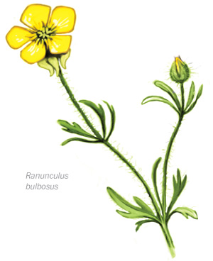300x368 Bulbous Buttercup, Ranunculus Bulbosus. Could B For Stph Inf