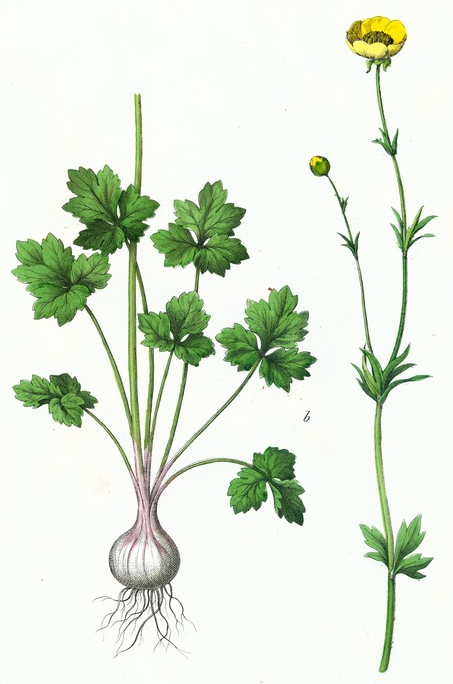 453x684 Buttercup Botanical Print