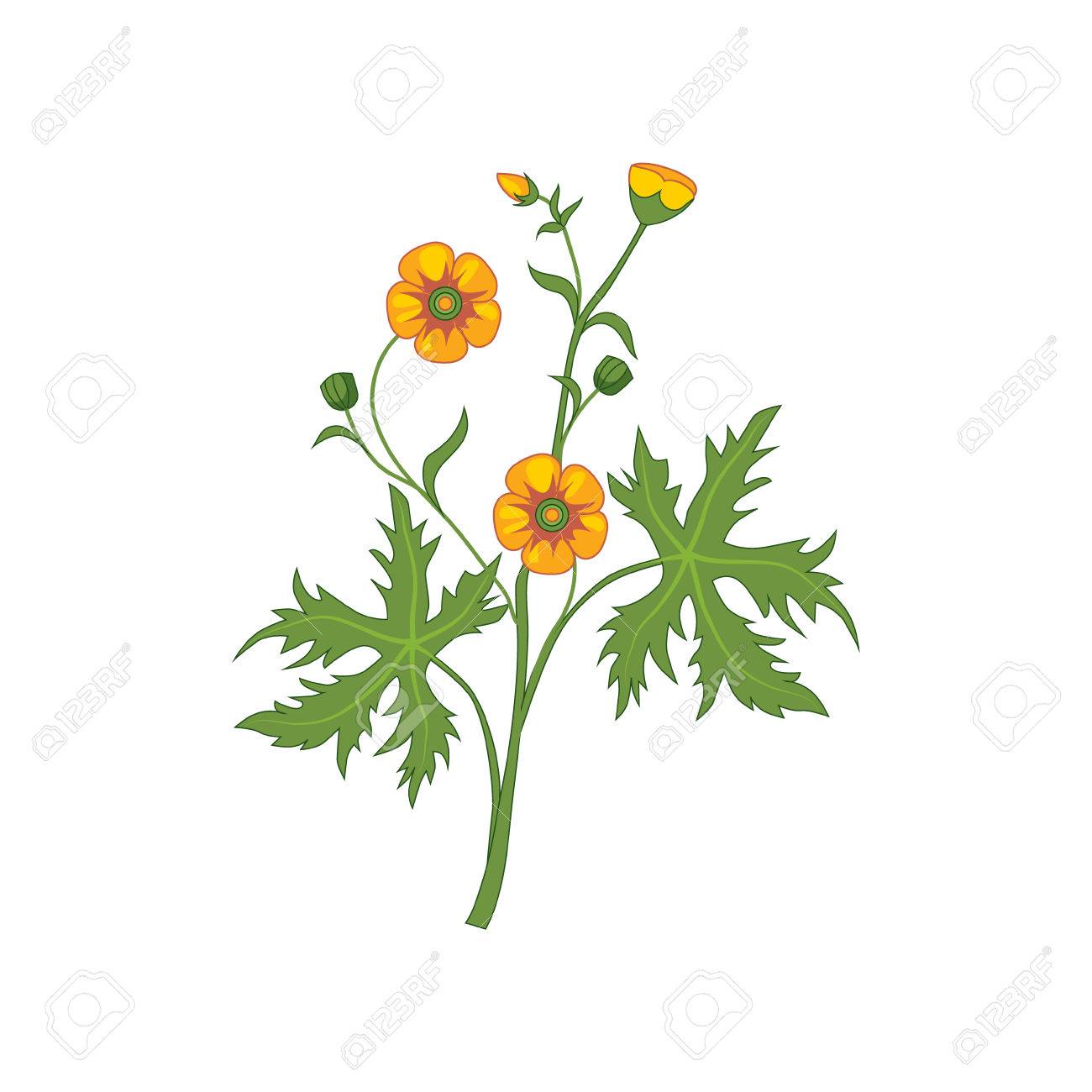 1300x1300 Buttercup Wild Flower Hand Drawn Detailed Illustration. Plant