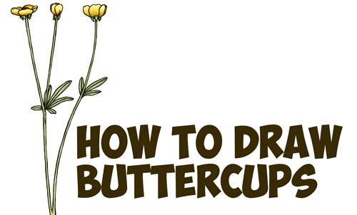 500x302 How To Draw A Buttercup Flower Step By Step Drawing Tutorial