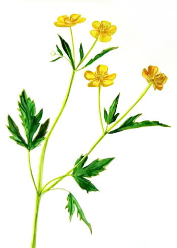350x491 How To Draw A Buttercup Flower