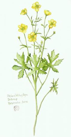 236x455 Image Result For Buttercup Drawing Voley Buttercup