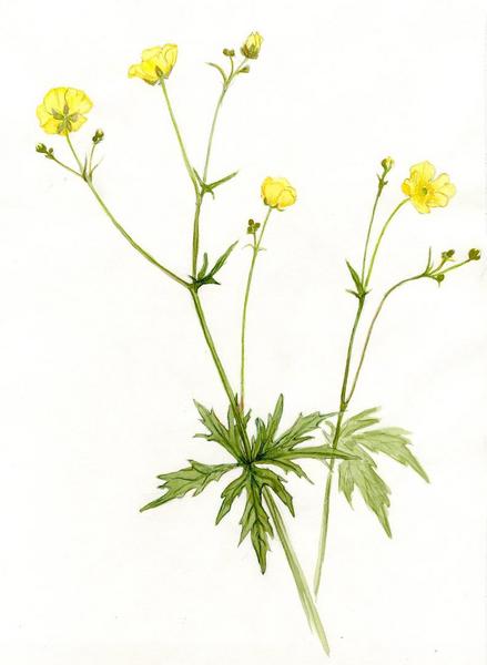 439x600 Labrador Gallery Plant Drawings