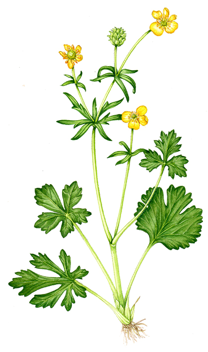 419x709 News Botanical Illustration Buttercup Ranunculus Species Uk