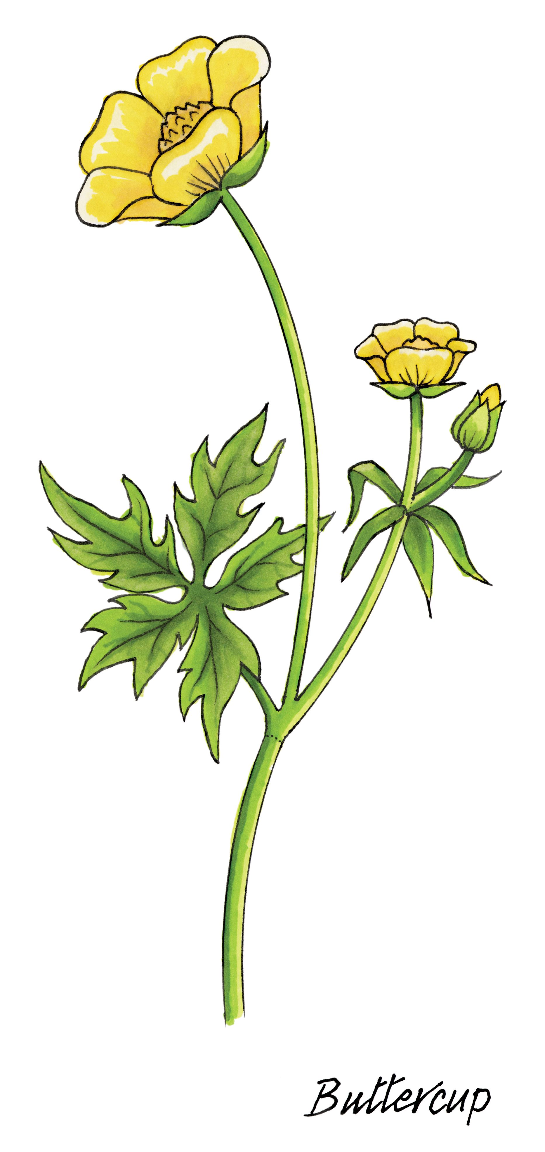 1866x3940 Pink Buttercup Flower Drawing Buttercup Flow Tekenen