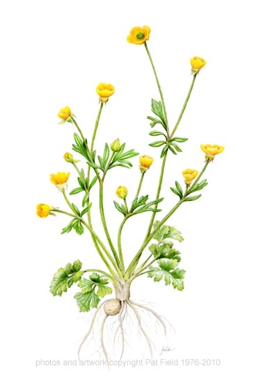 372x550 Untitled Document Buttercup Botanical Drawings