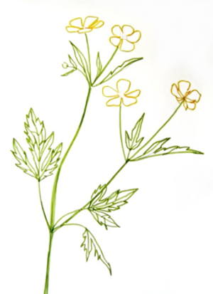 300x413 How To Draw A Buttercup Flower