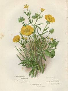 236x314 Meadow Buttercup Field Flower Fine Art By Verbruggewatercolor