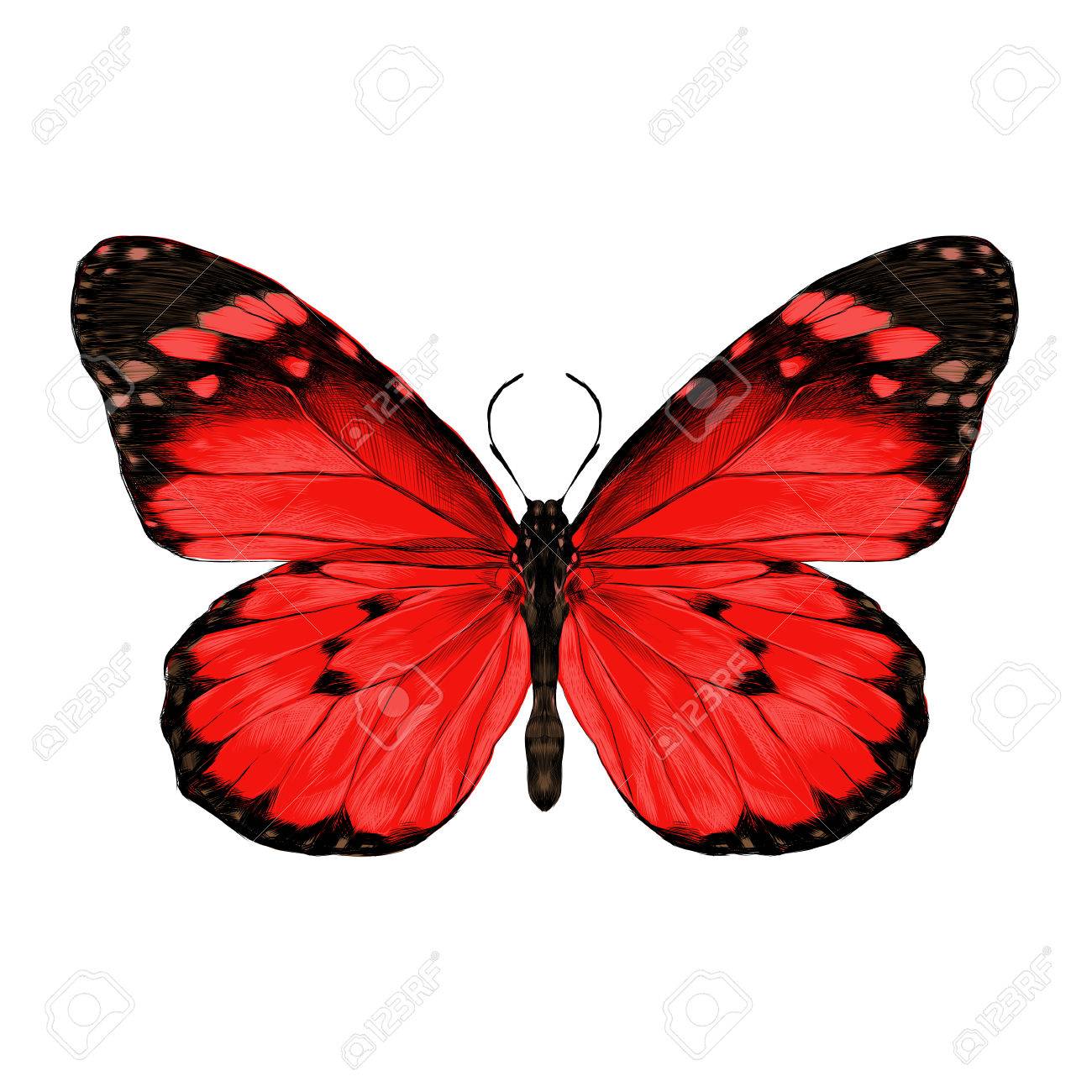 1300x1300 Butterfly With Open Wings Top View, The Symmetrical Drawing