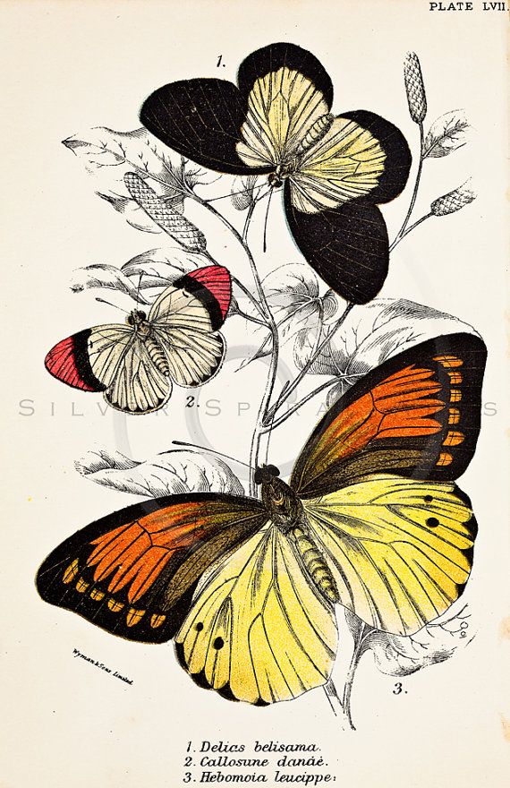 570x880 Vintage Butterflies Printable Illustration 1800s Antique Butterfly