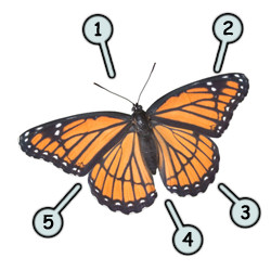 250x250 Drawing A Cartoon Butterfly