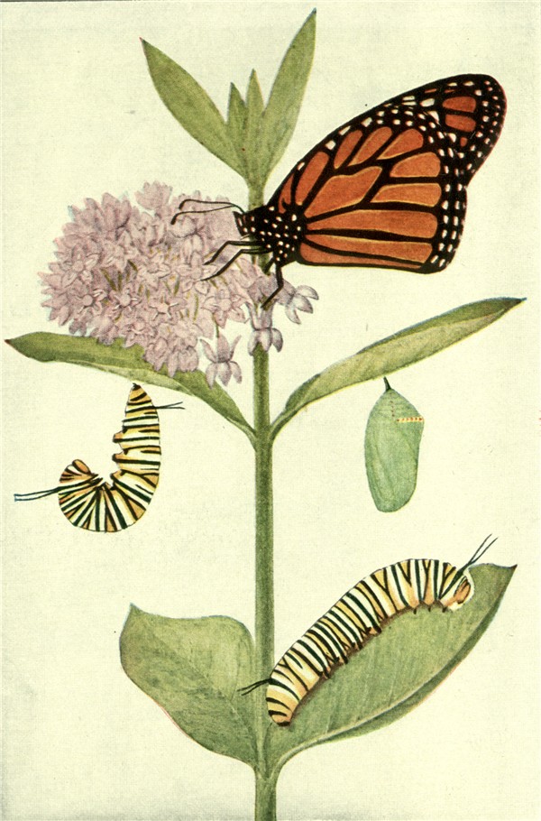 600x910 Butterflies Part 2