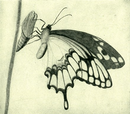 440x387 Kuvahaun Tulos Haulle Butterfly Drawings Perhonen