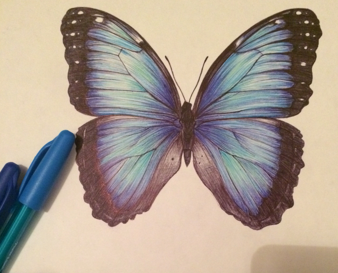 1136x918 Butterfly Biro Drawing