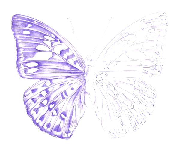 600x504 How To Draw A Butterfly