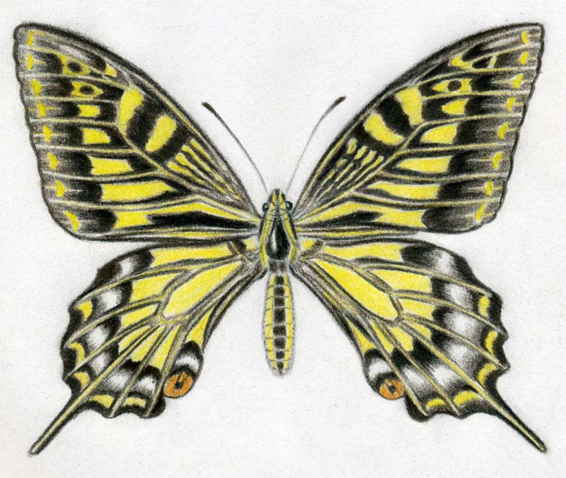 805x680 How To Draw A Butterfly Surprisingly Easy