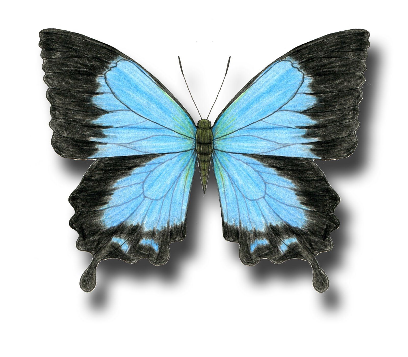 1600x1400 Butterfly Drawing Color