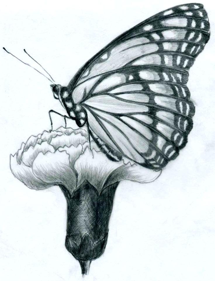 736x960 Texture Drawing Ideas I Prepared A Couple Of Easy Butterfly Pencil