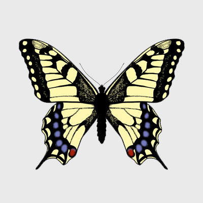 400x400 How To Draw Animals Butterflies, Their Anatomy And Wing Patterns