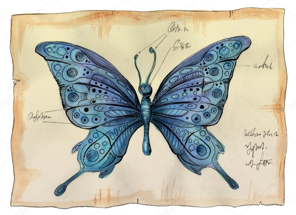 1023x743 Old Biology Science Drawing Of Butterfly Stock Photo Ssplajn