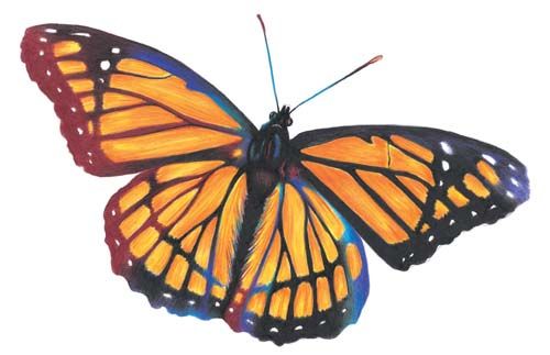 500x323 Learn How To Draw A Butterfly