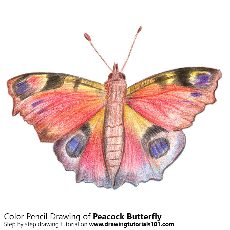 800x800 Peacock Butterfly Colored Pencils