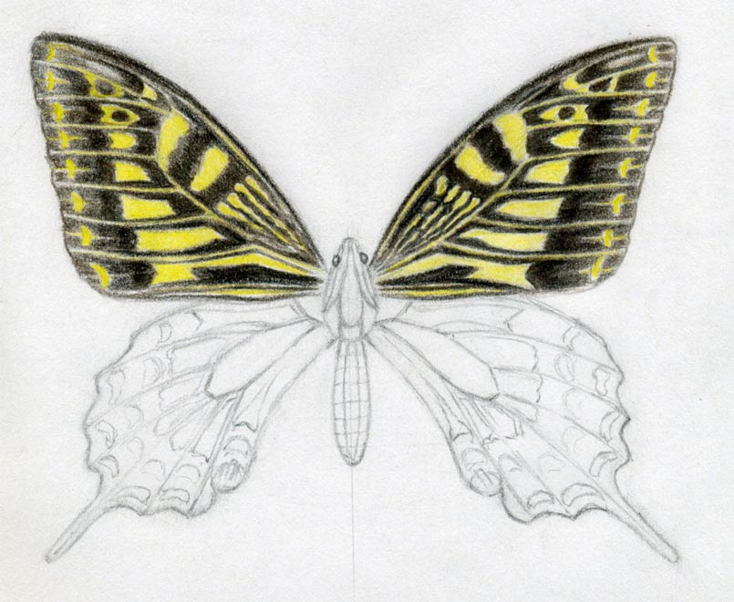 805x660 How To Draw A Butterfly Surprisingly Easy